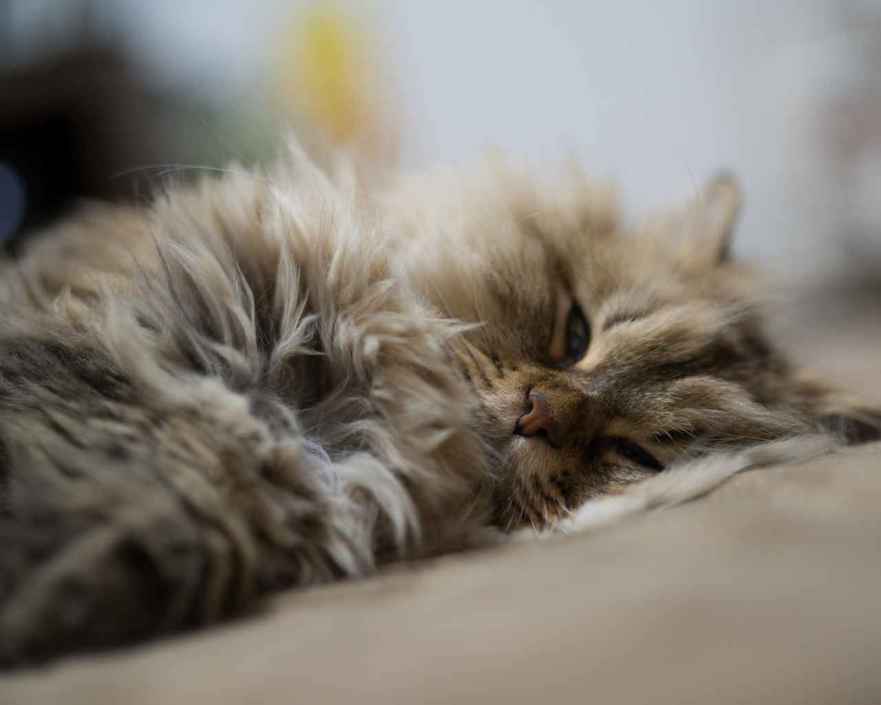 Пушистый кот дремлет
