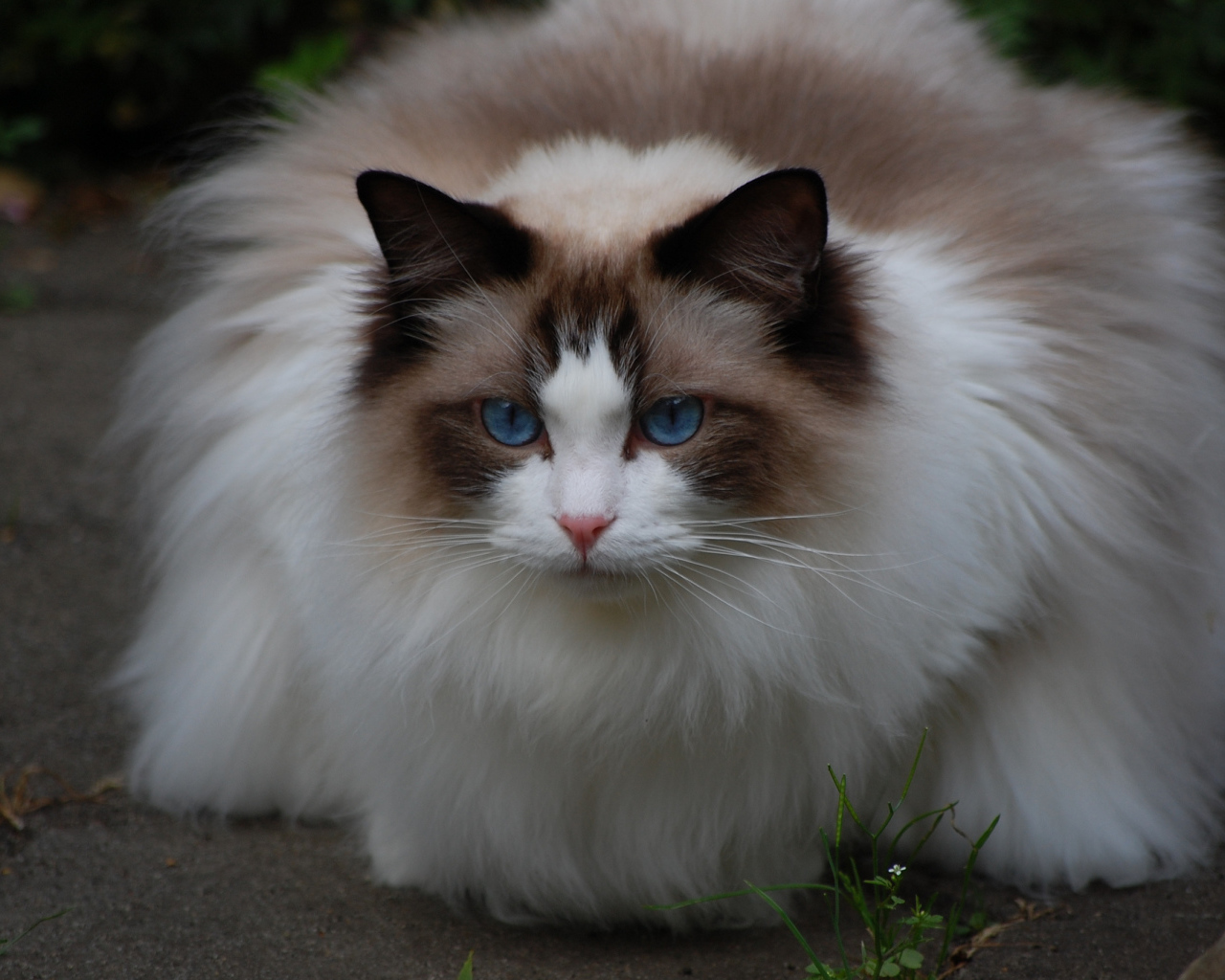 Пушистая кошка рэгдолл