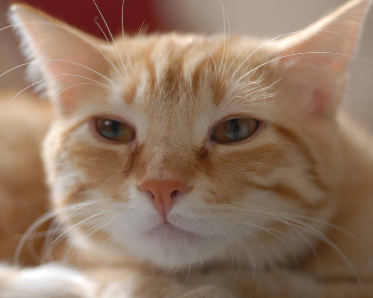 Пушистая рыжая европейская короткошерстная кошка