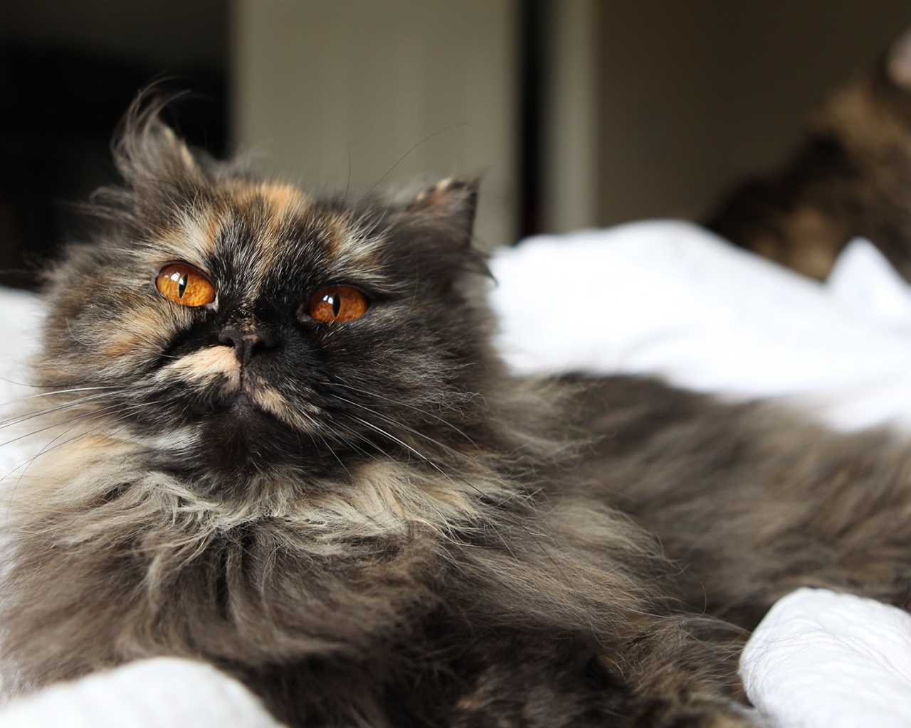Пушистый серый кот