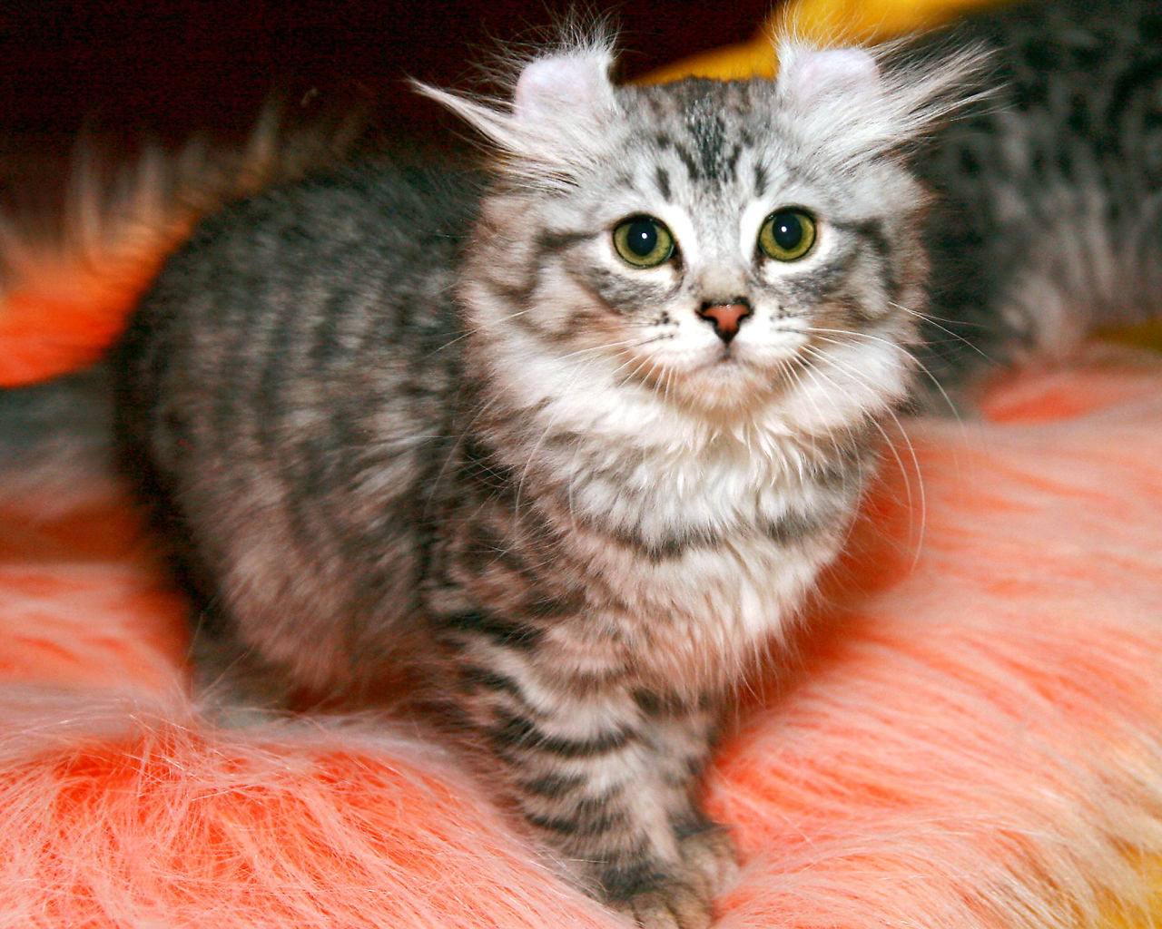 Пушистый котенок американский керл