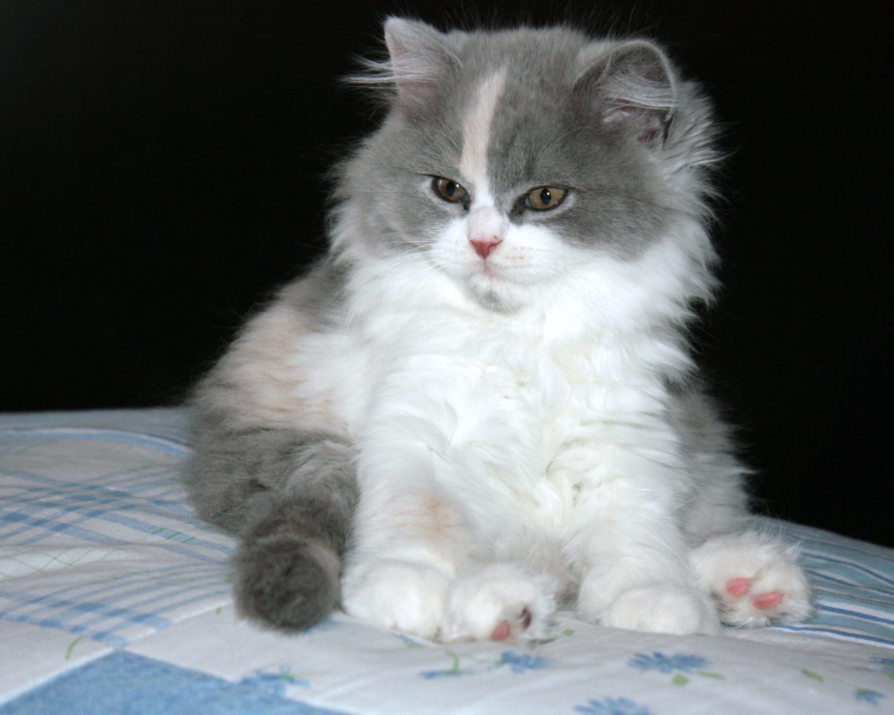 Пушистый котенок британской длинношерстной кошки