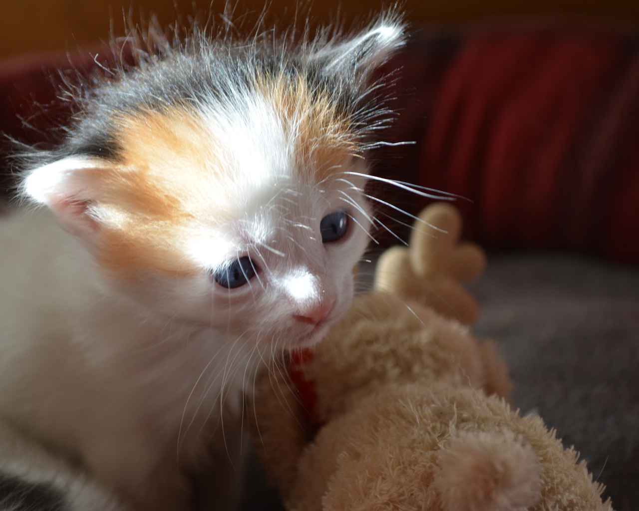 Пушистый котенок японского бобтейла