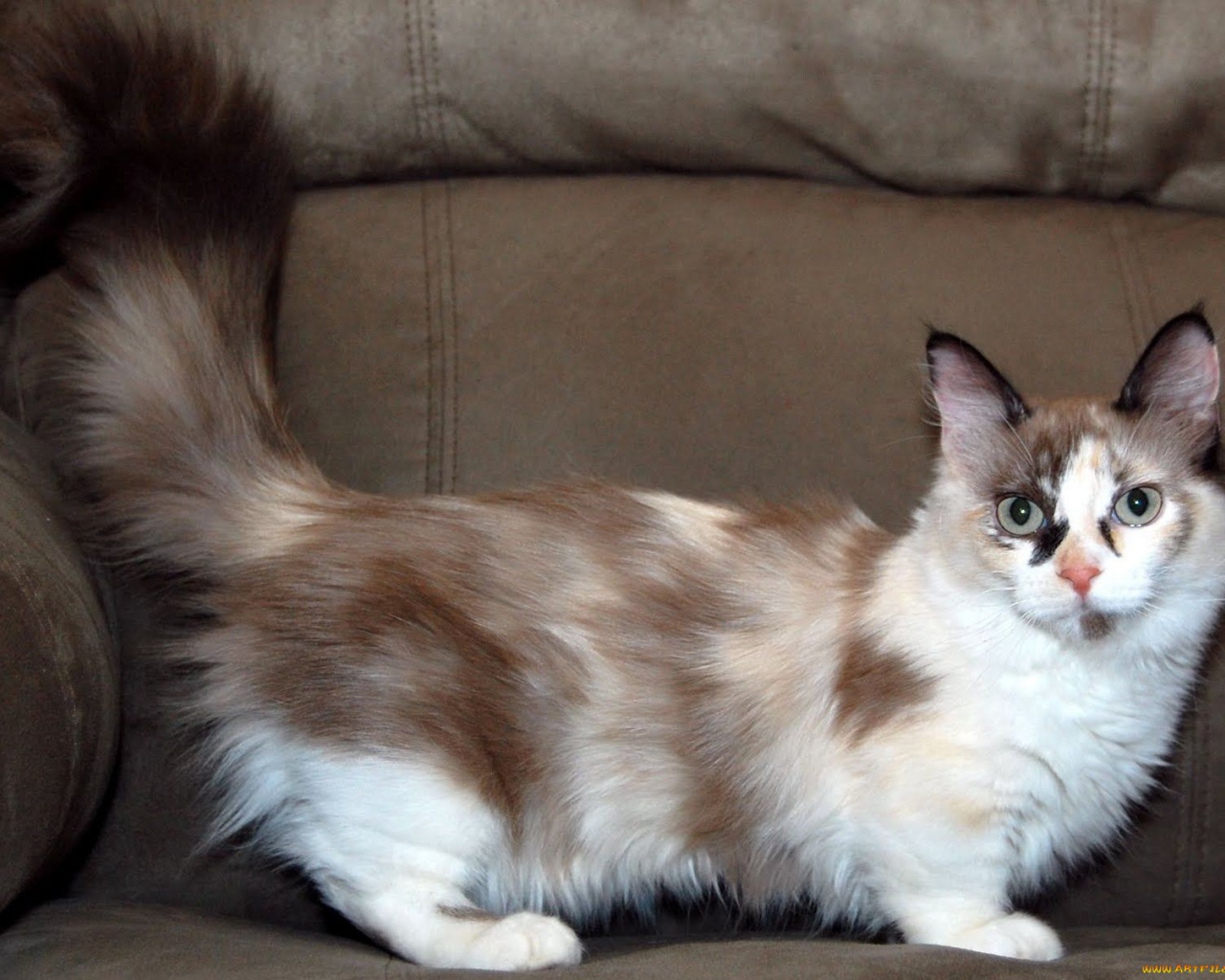 Пушистый хвост кошки манчкин