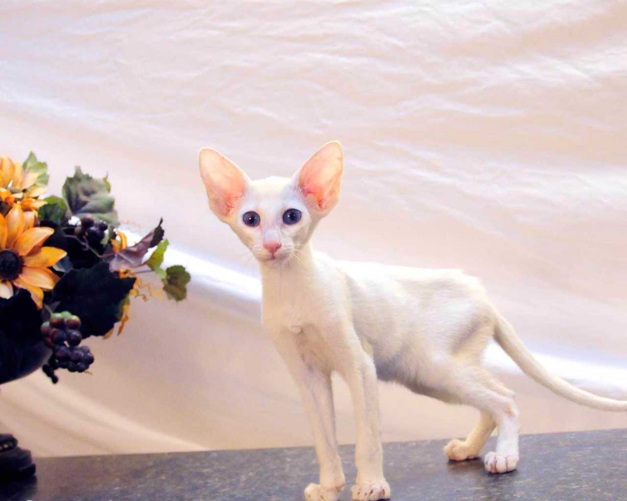 Котенок форин вайт