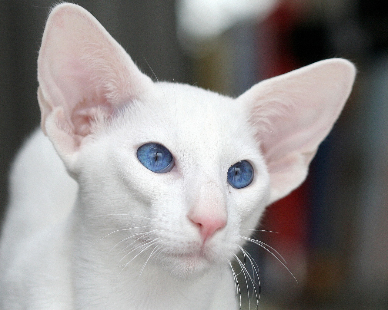 Голубоглазый форин вайт