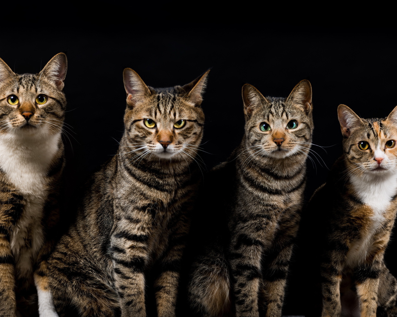 Четыре красивых кота