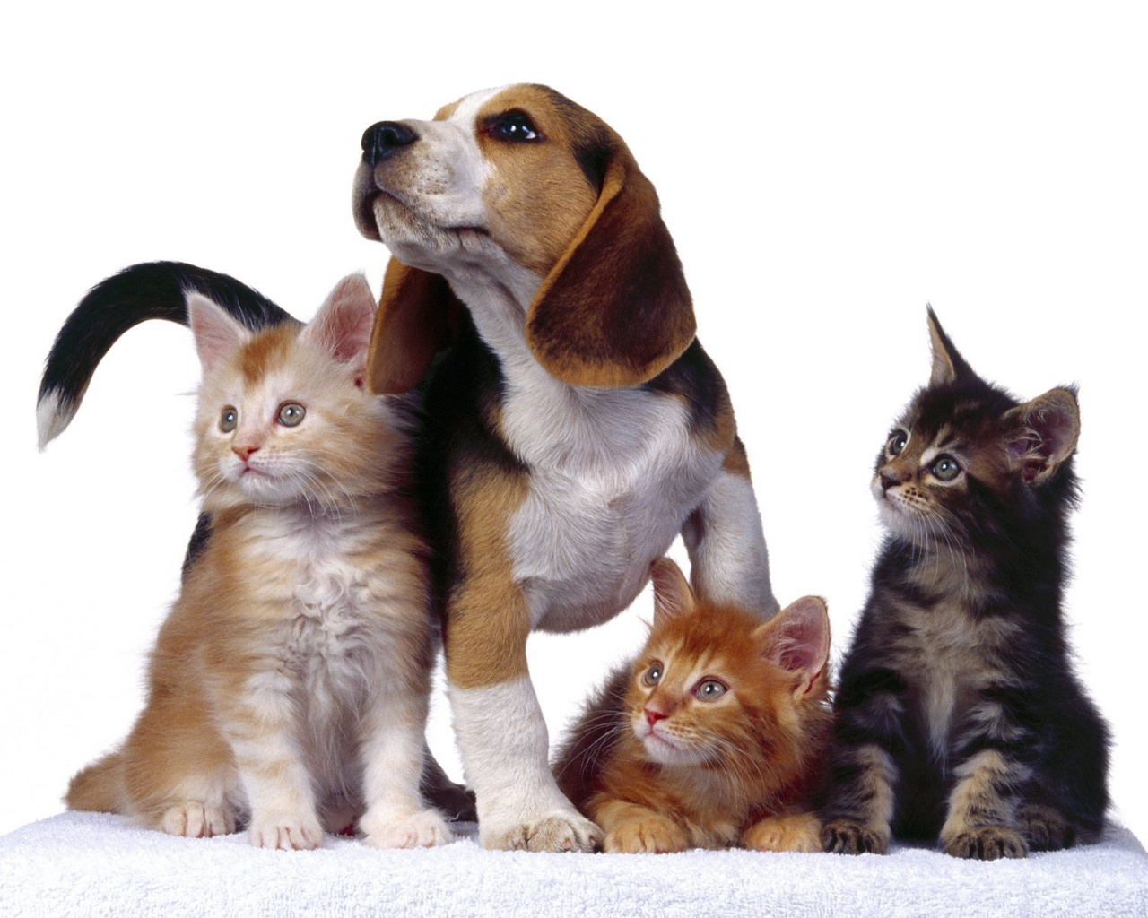 Четыре друга