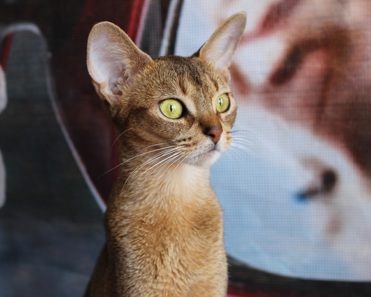 Забавный котенок абиссинки