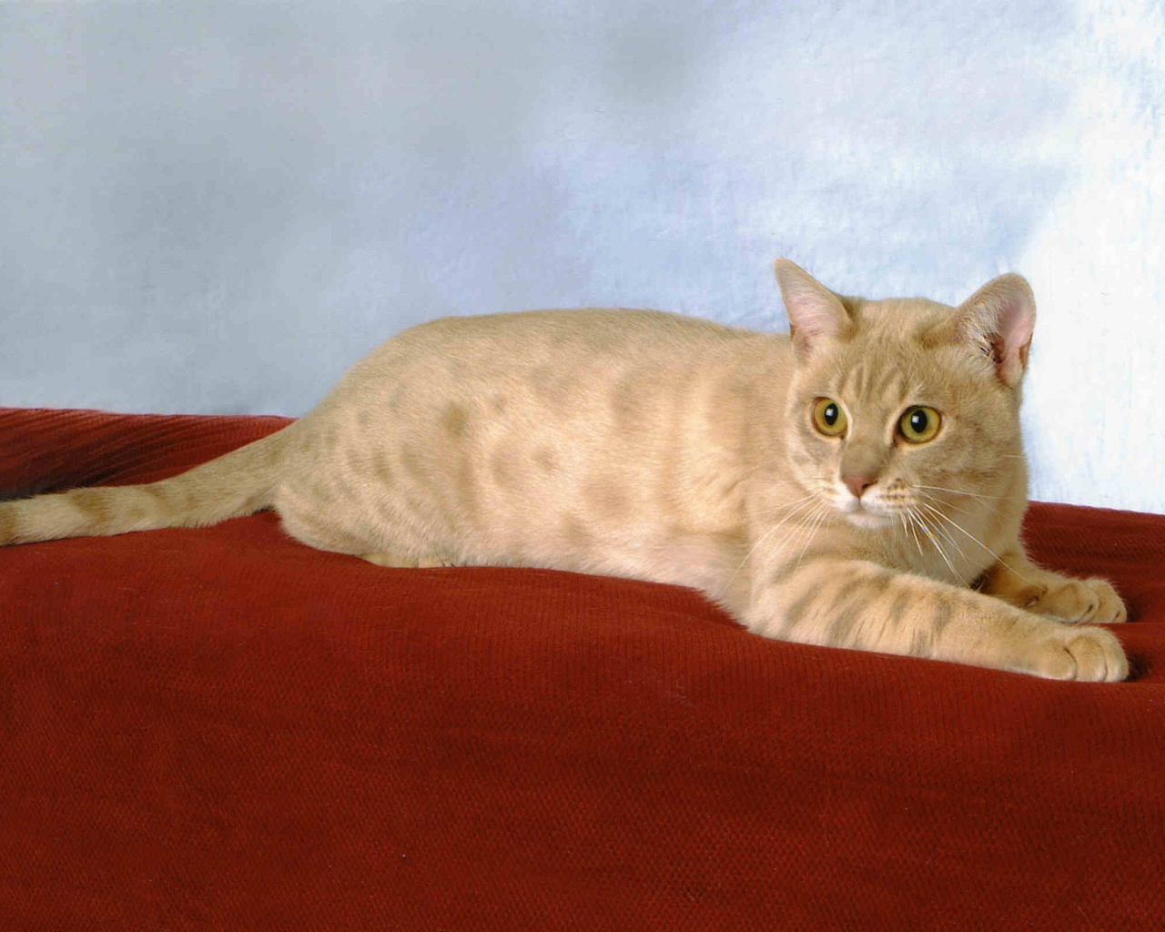 Забавный австралийский мист