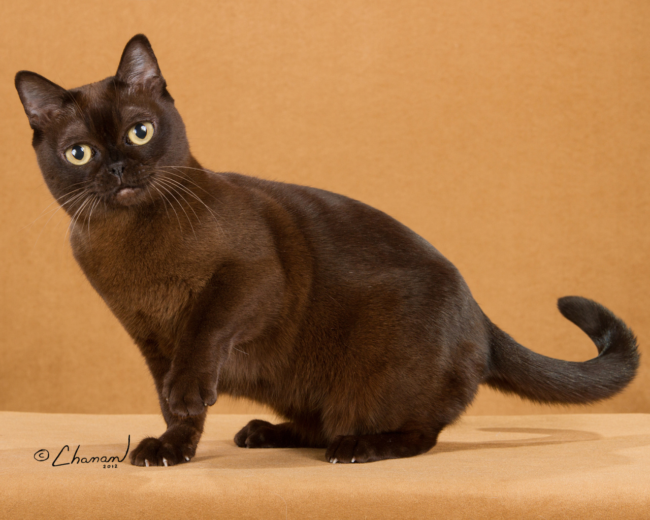 Забавная бурманская кошка