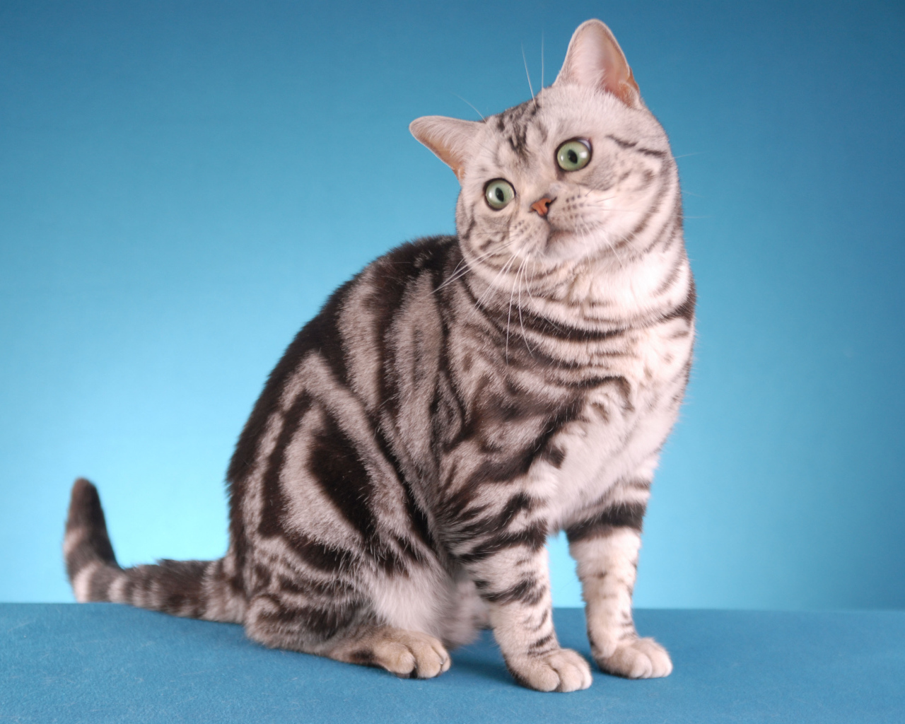 Забавная американская короткошерстная кошка