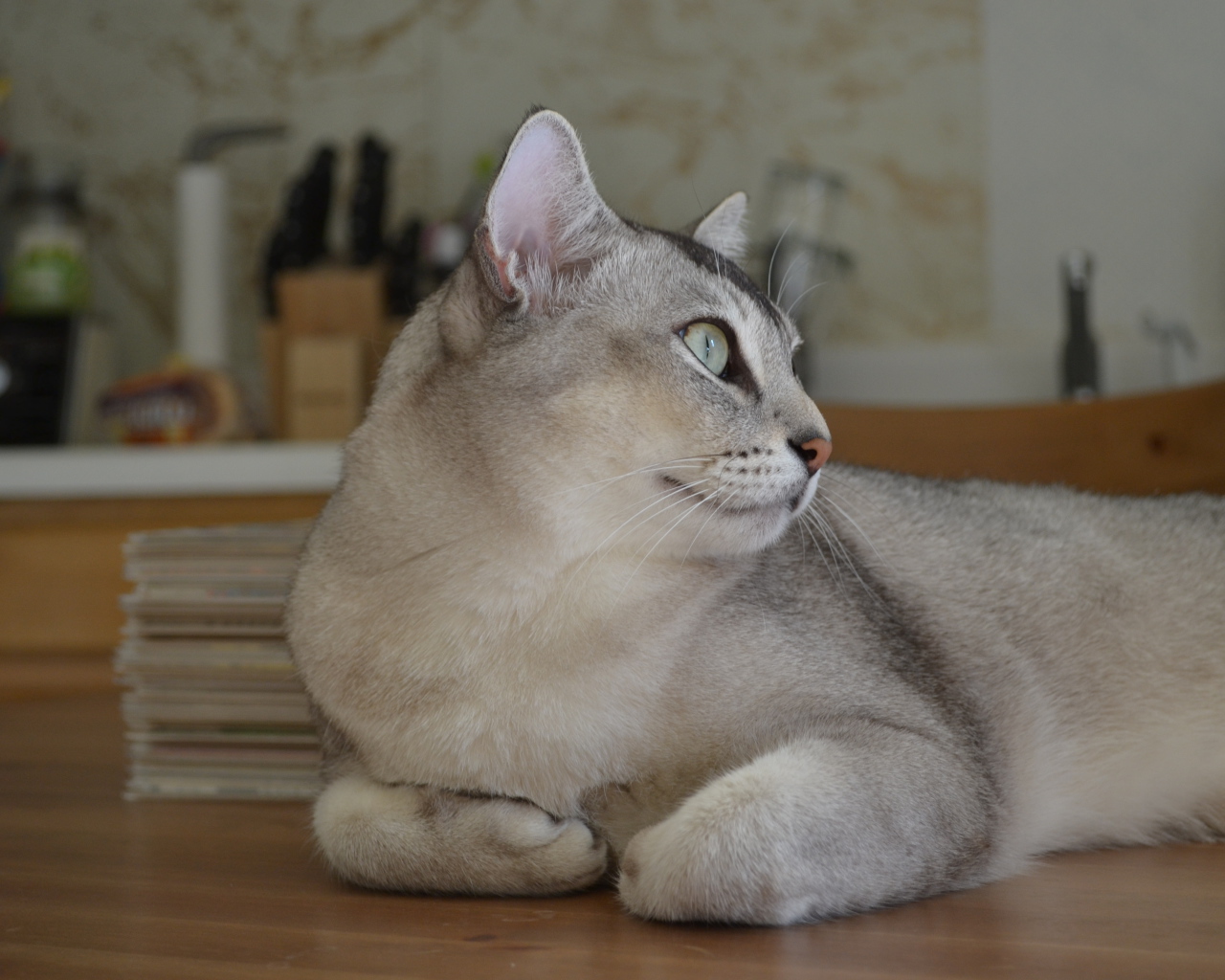 Забавная кошка бурмилла