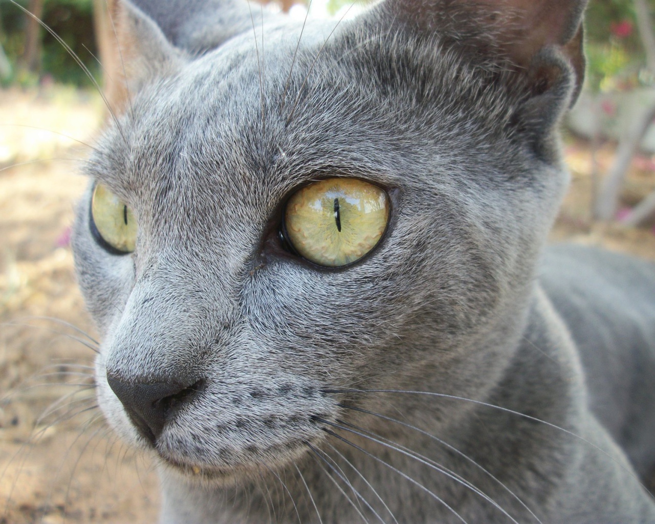 Забавный кот корат