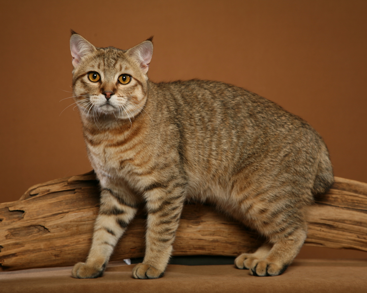 Забавный кот пиксибоб