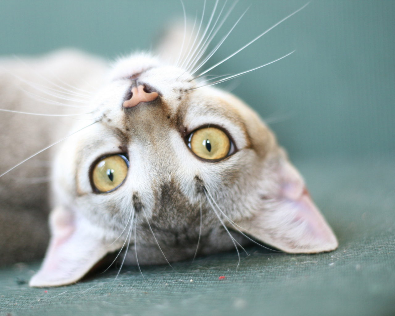 Забавная сингапурская кошка