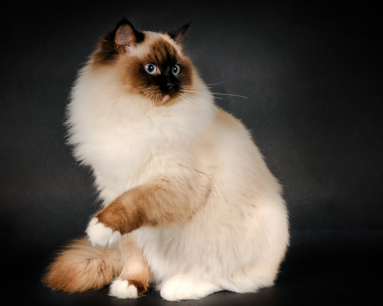 Забавная кошка рэгдолл