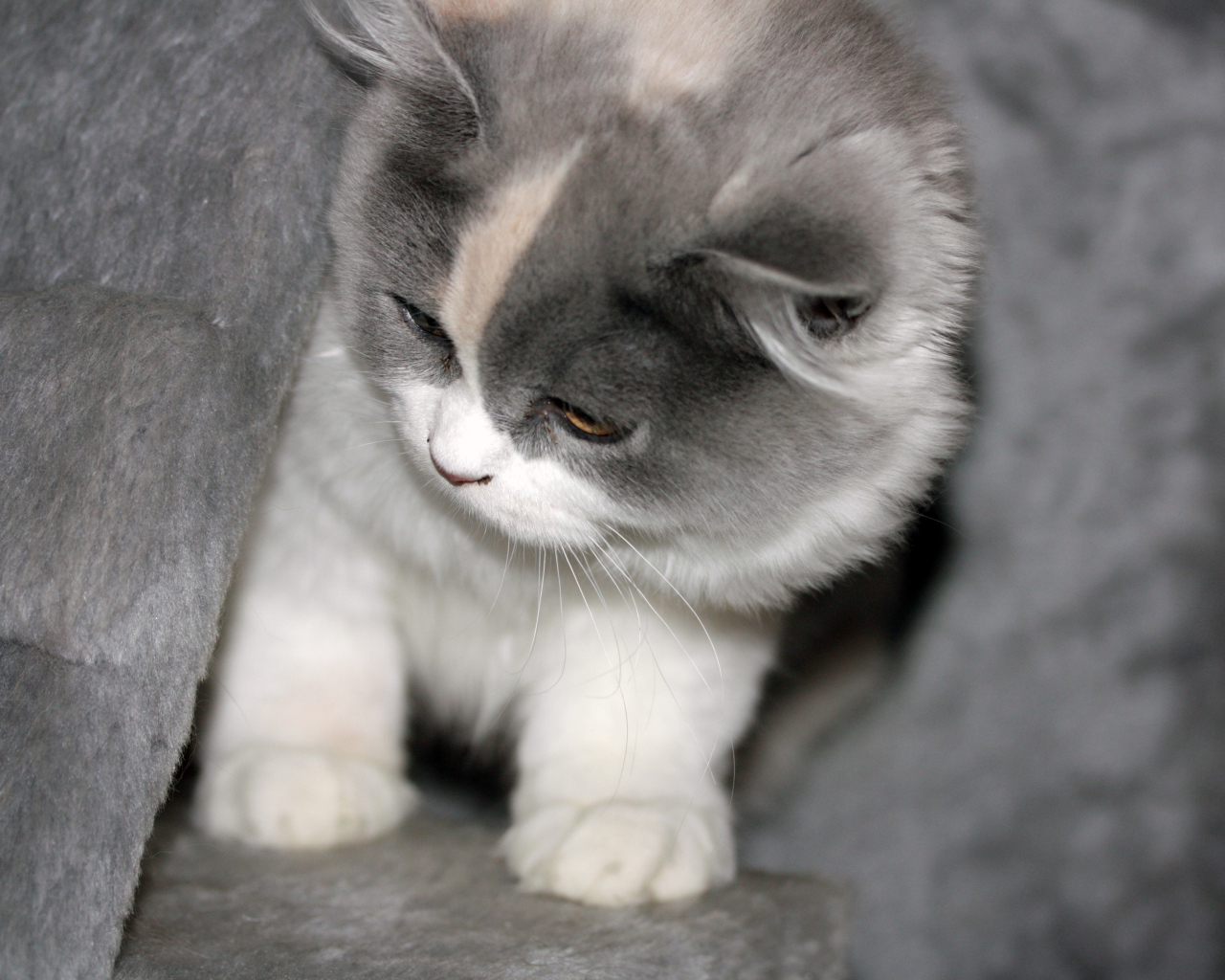 Забавный котенок британской длинношерстной кошки