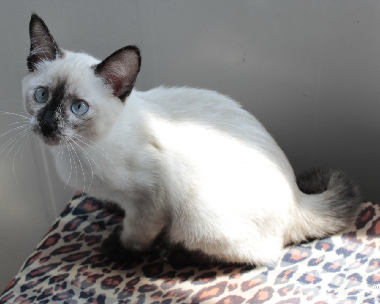 Забавный котенок меконгский бобтейл