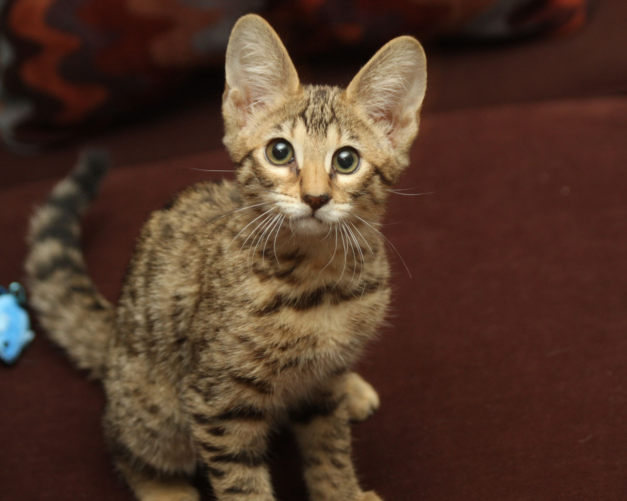 Забавный котенок саванна