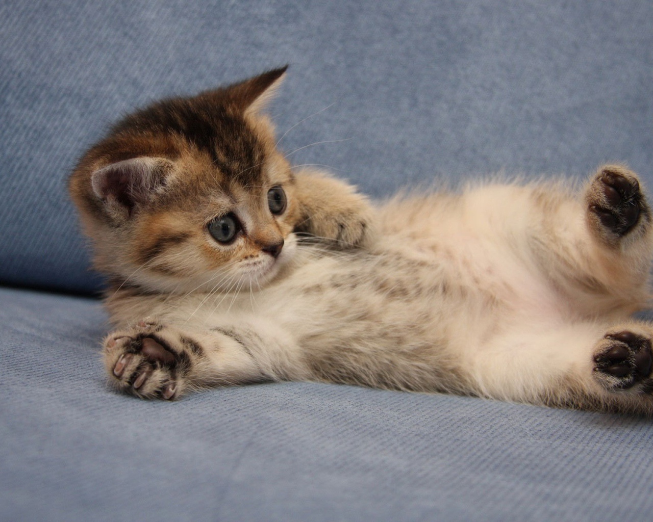 Забавный котенок турецкий ван