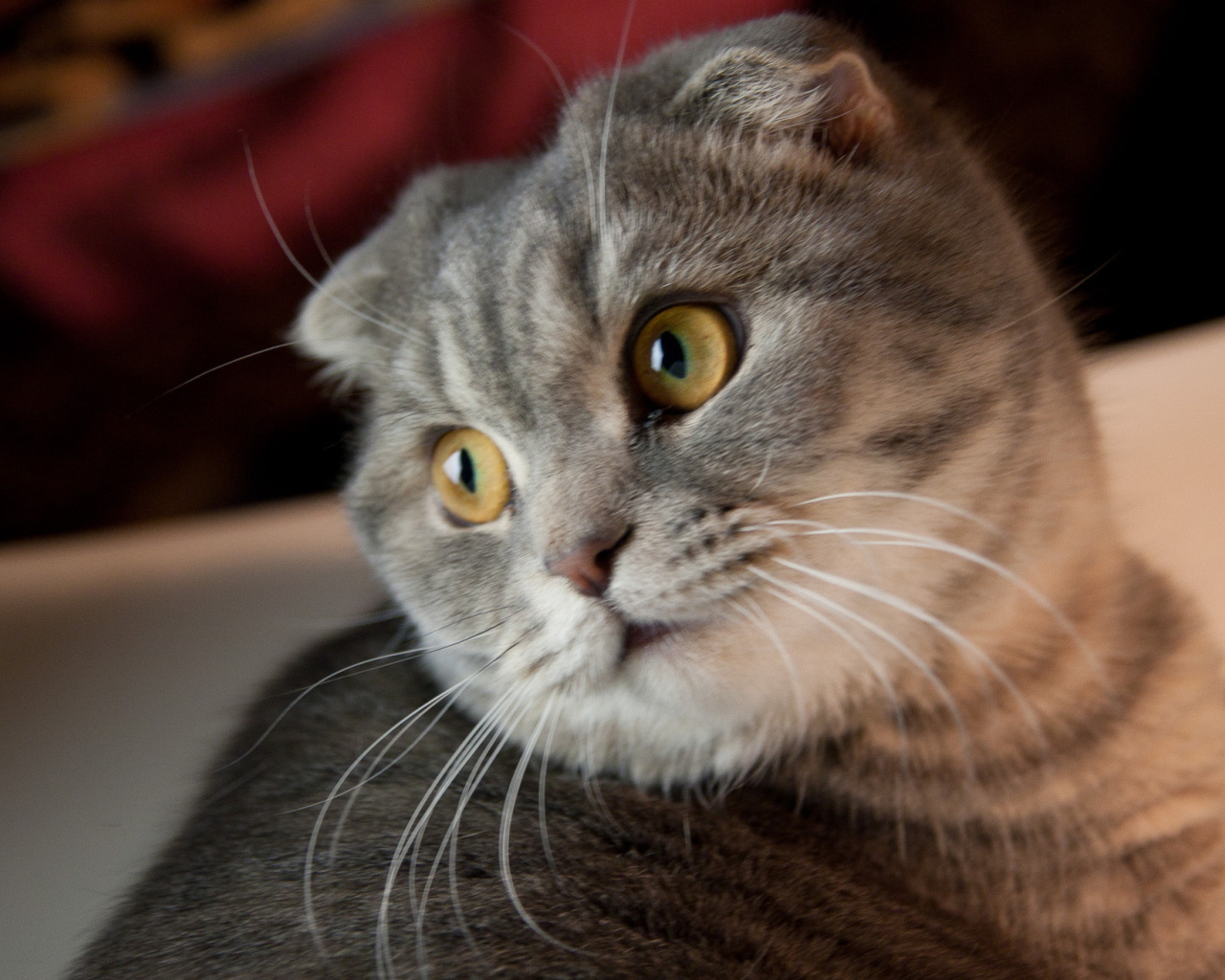 Забавная шотландская кошка