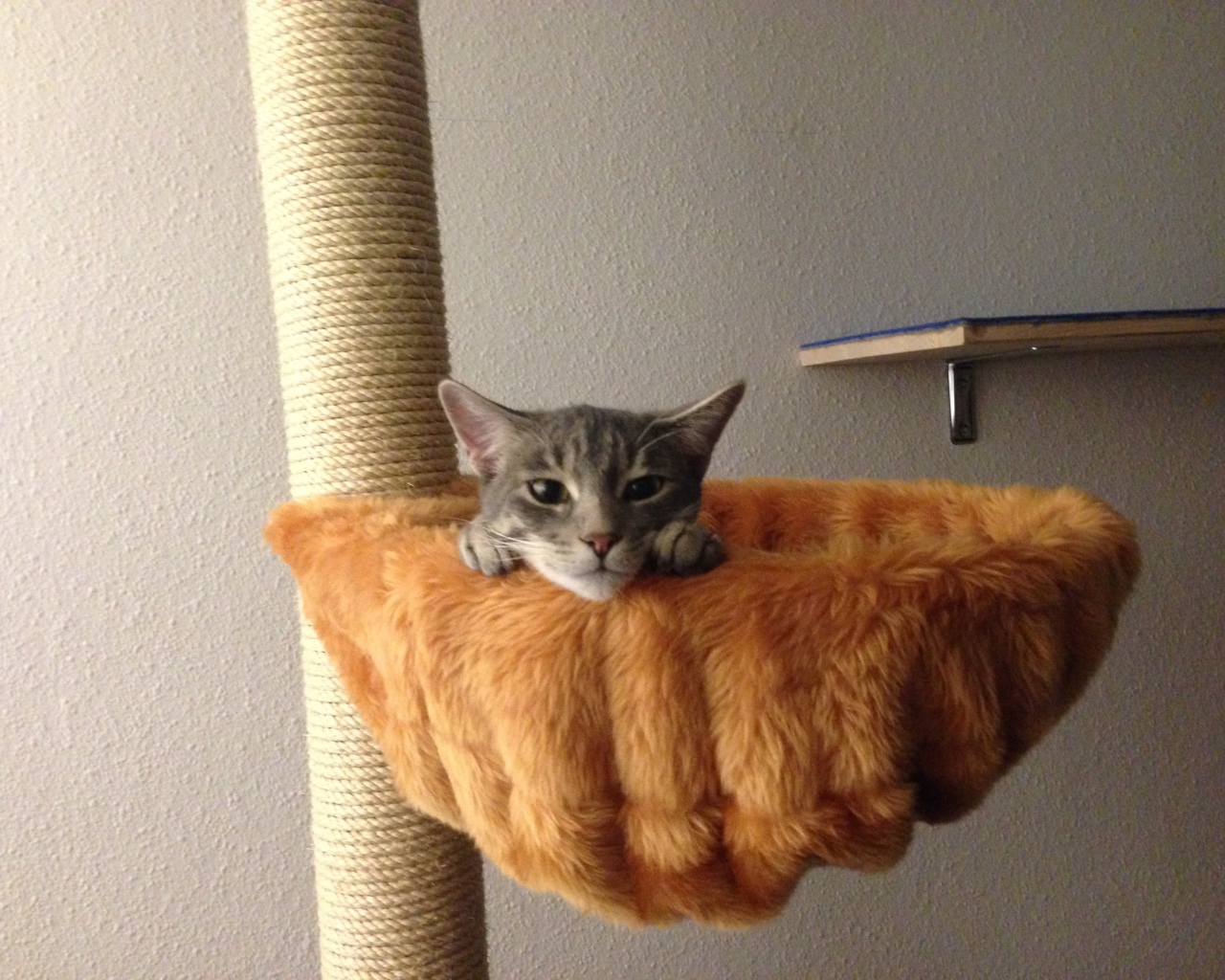 Немецкий рекс в корзине