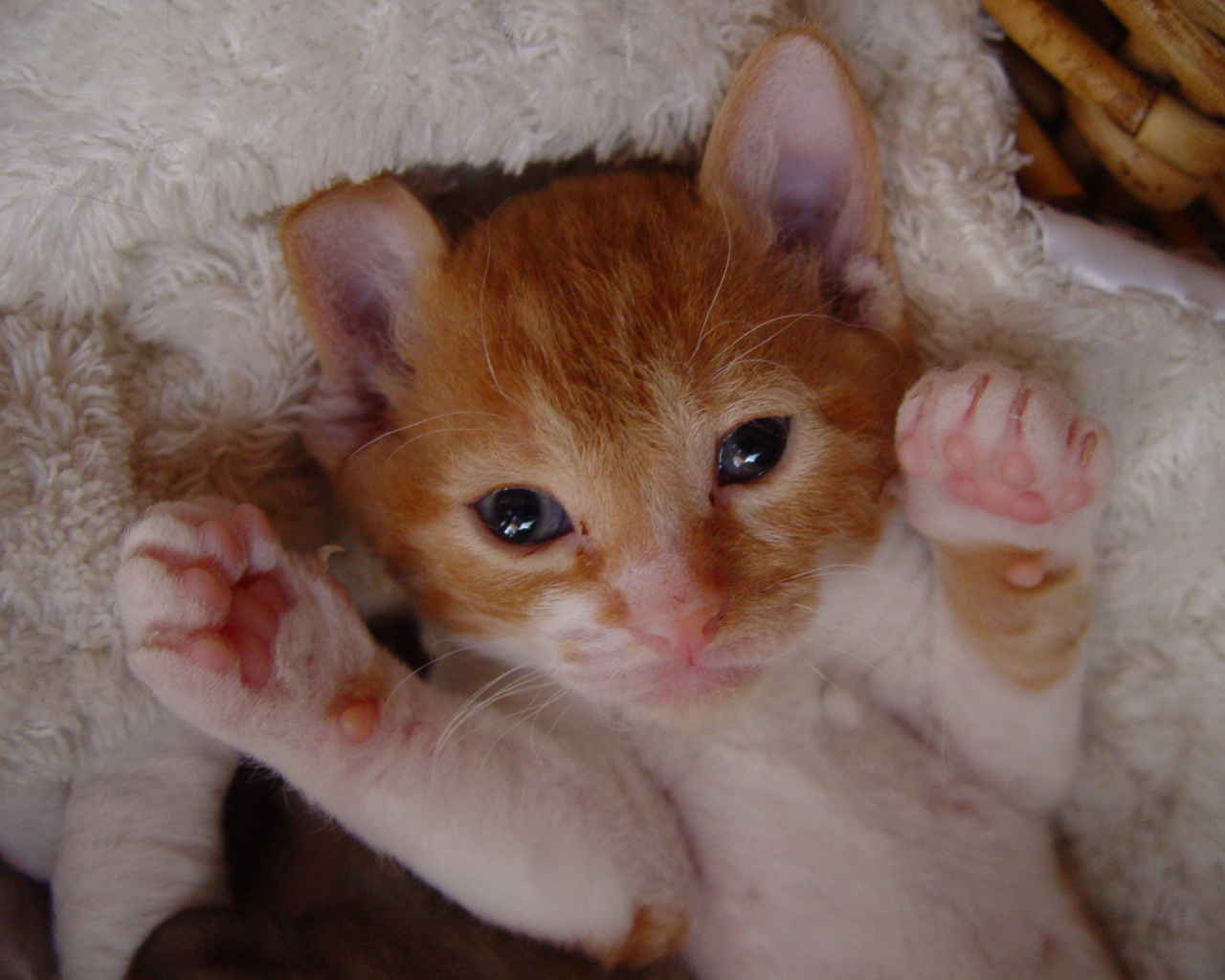 Котенок немецкий рекс