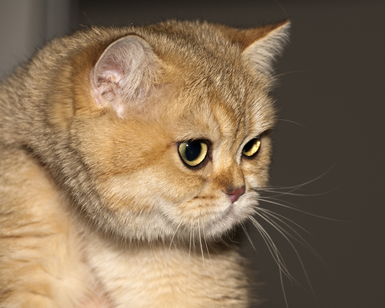 Рыжая британская короткошерстная кошка