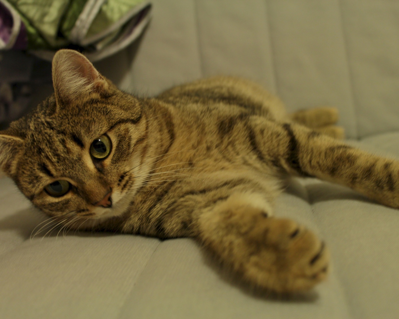 Рыжая европейская короткошерстная кошка