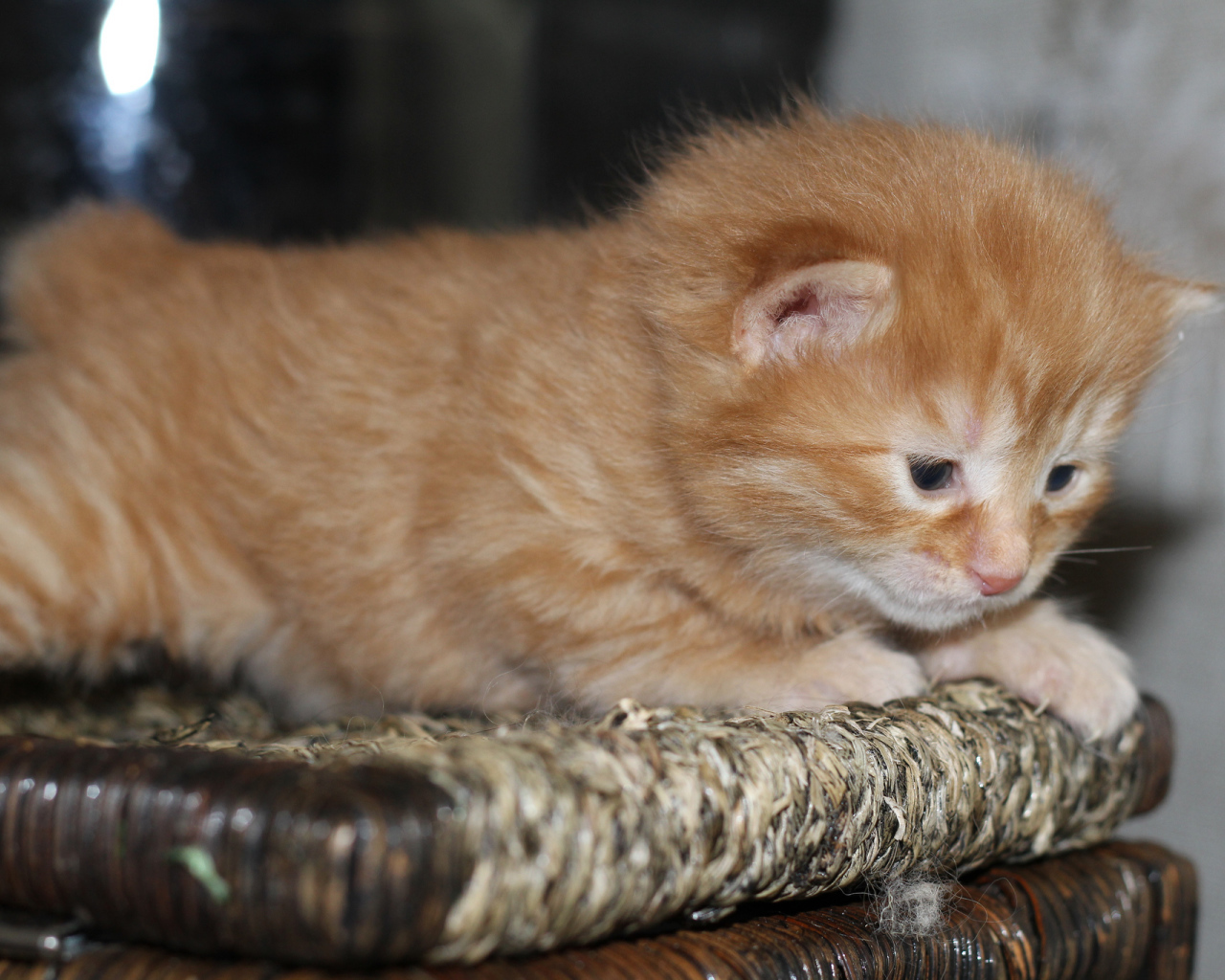 Рыжий котенок американский бобтейл