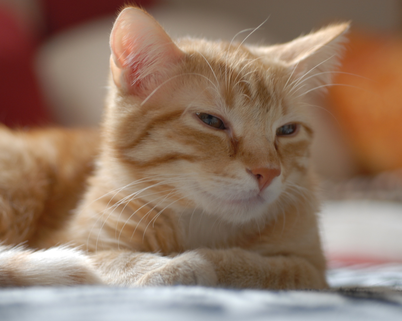 Рыжий котенок европейской короткошерстной кошки