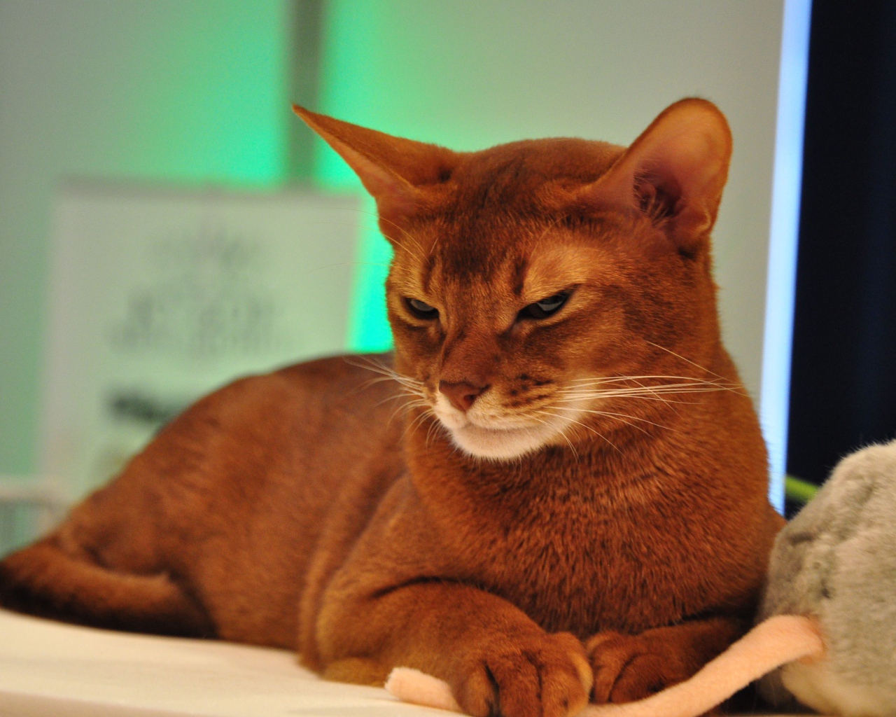 Хмурая абиссинская кошка