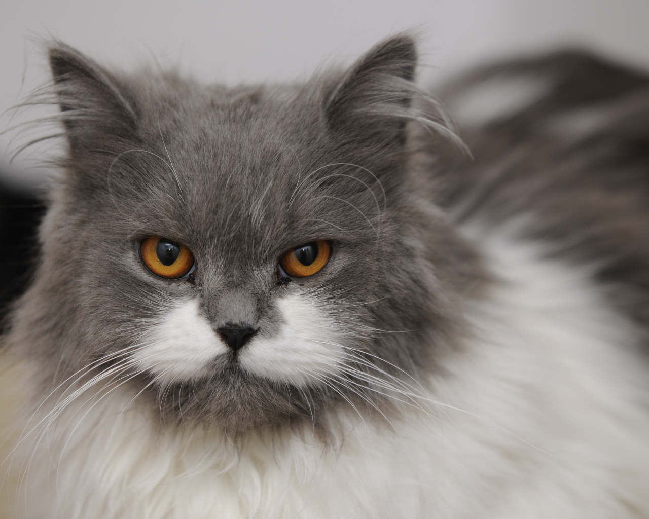 Хмурая британская длинношерстная кошка