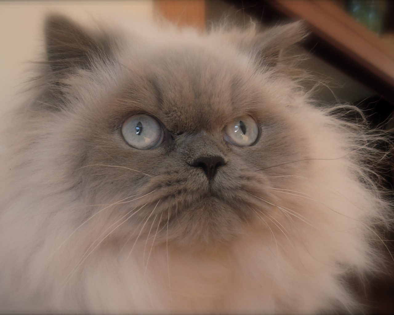 Хмурая гималайская кошка