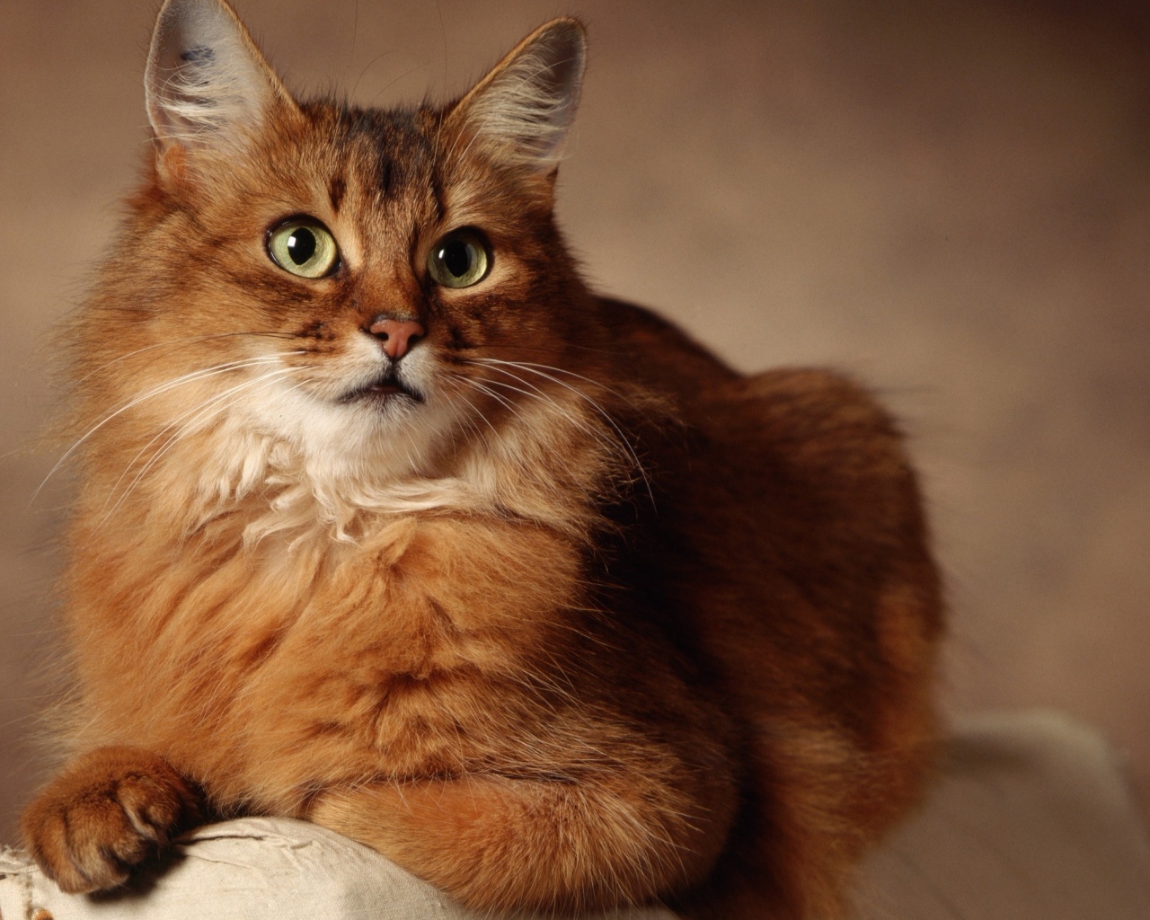 Великолепный сомалийский кот