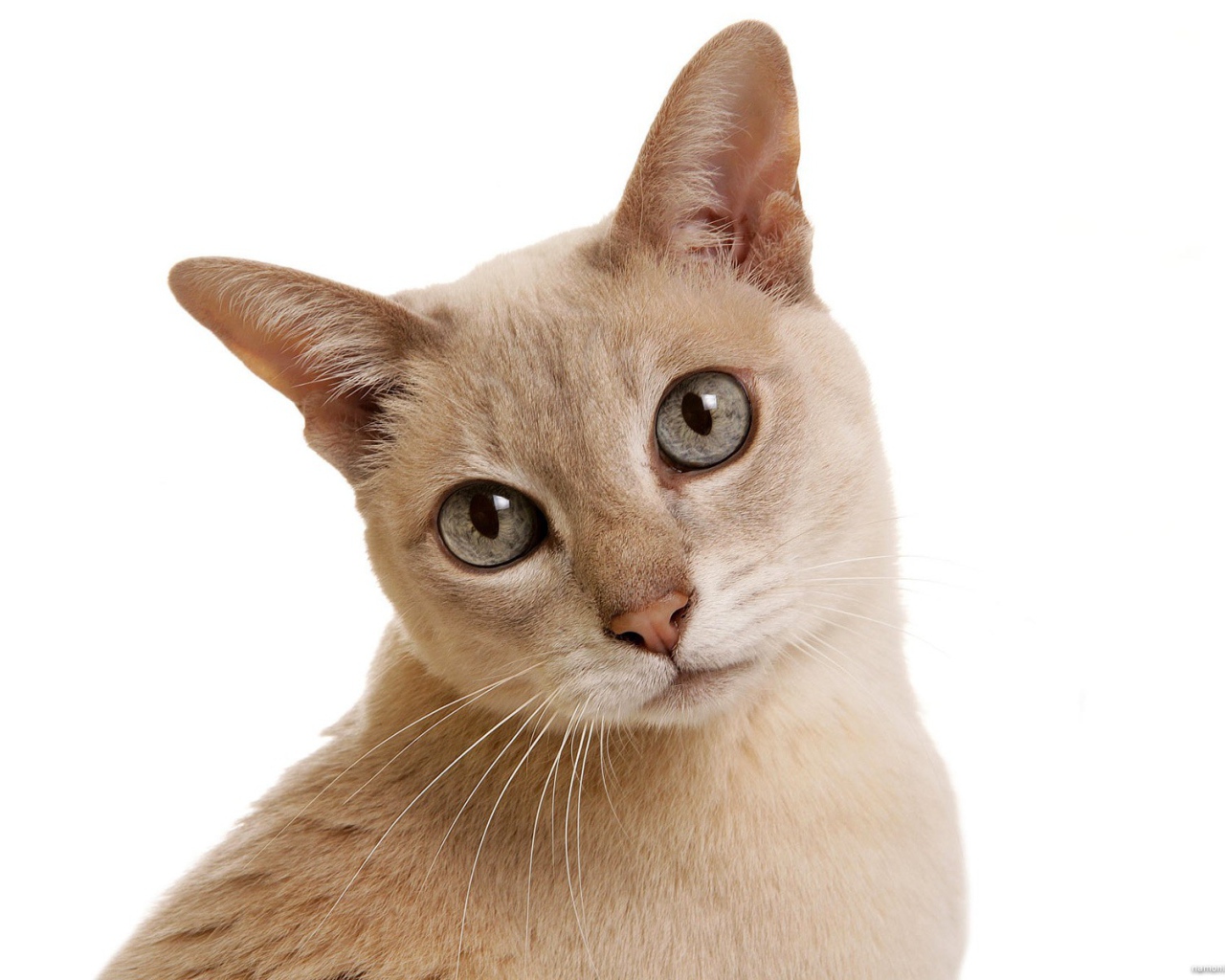 Сероглазая тонкинская кошка