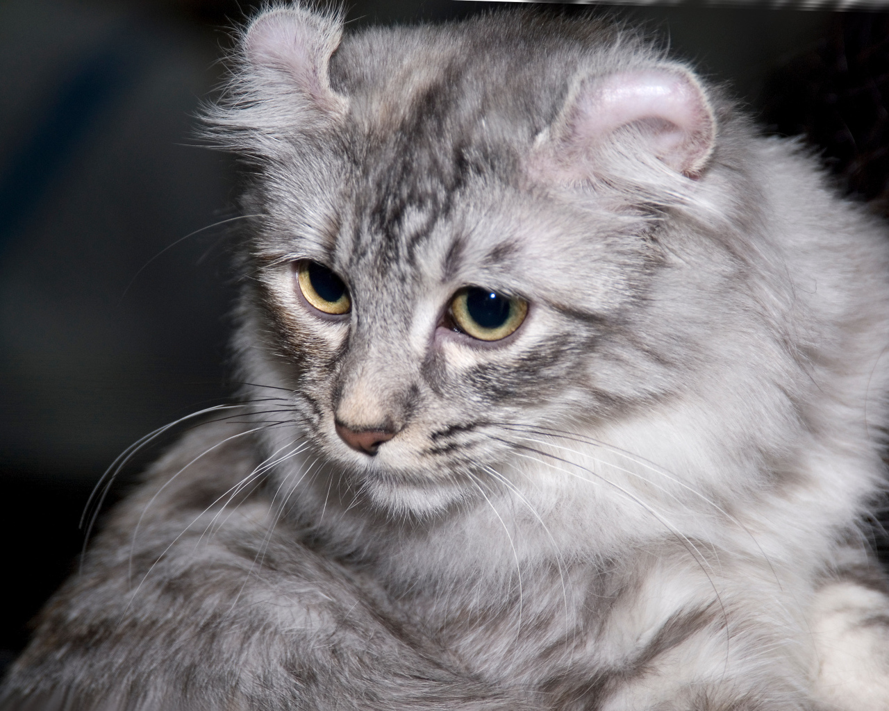 Серый американский керл