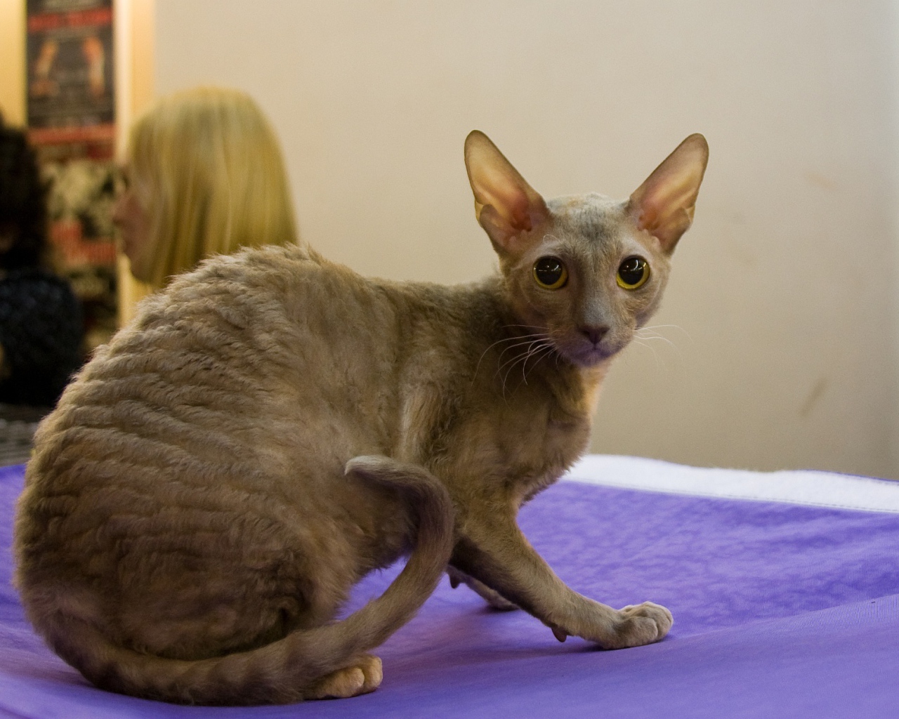 Серый корниш рекс