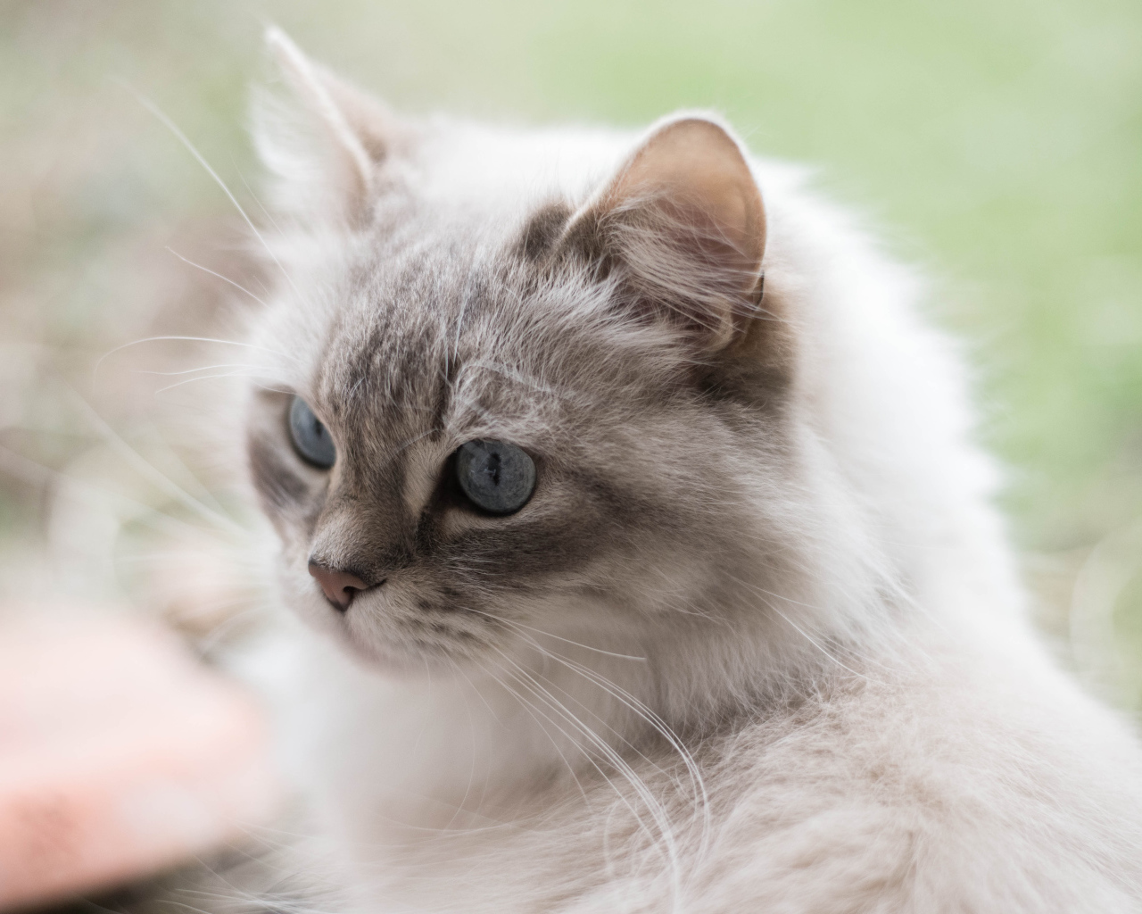 Серый кот рэгдолл