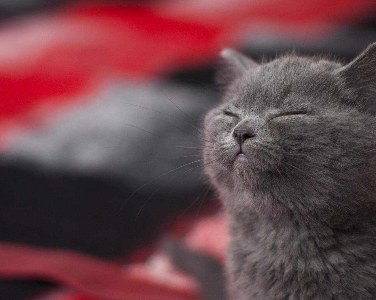 Серый котенок