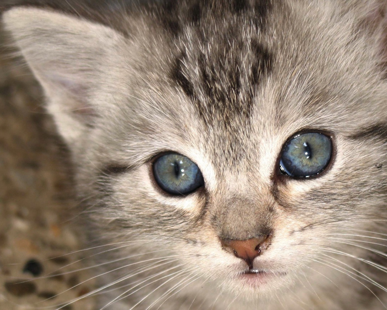 Серый котенок охос азулес