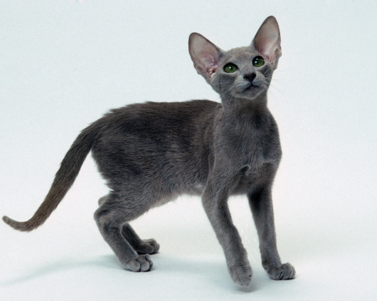 Серый котенок ориентальной короткошерстной кошки