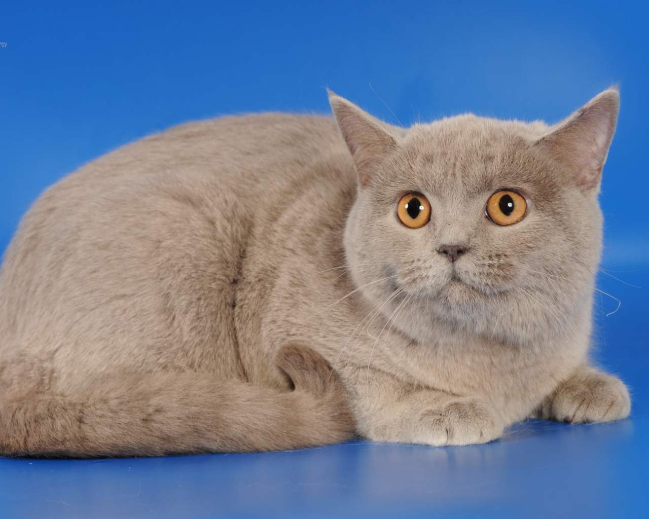 Серая шотландская кошка