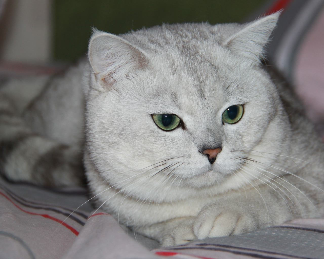 Зеленоглазая британская короткошерстная кошка