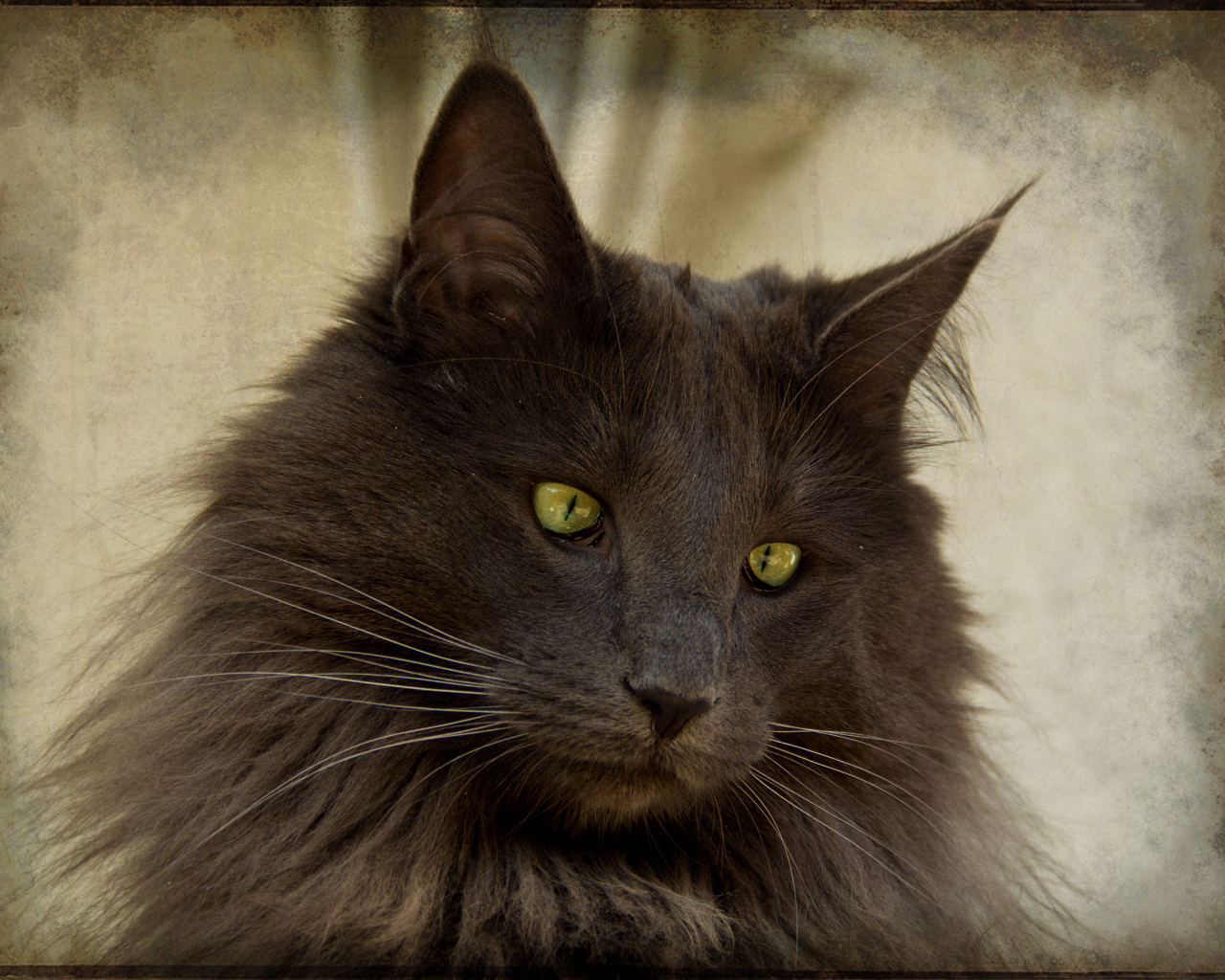 Зеленоглазая норвежская лесная кошка