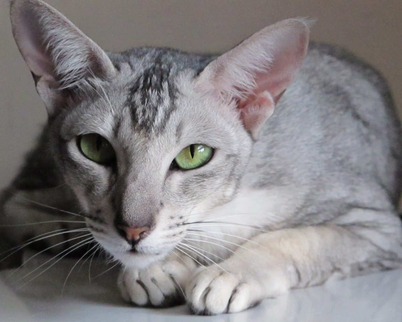 Зеленоглазая ориентальная короткошерстная кошка