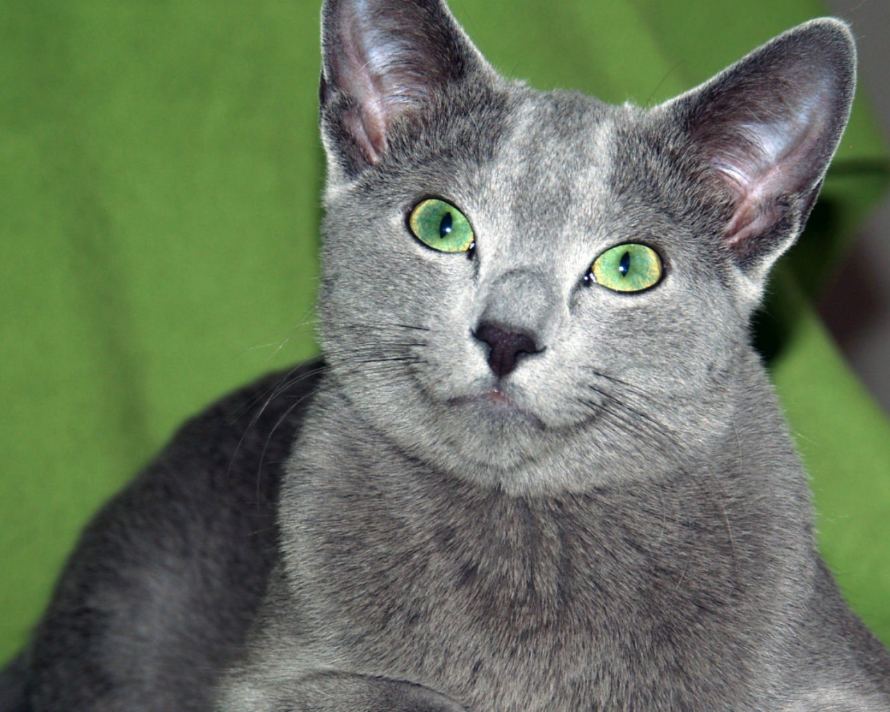 Зеленоглазая русская голубая кошка