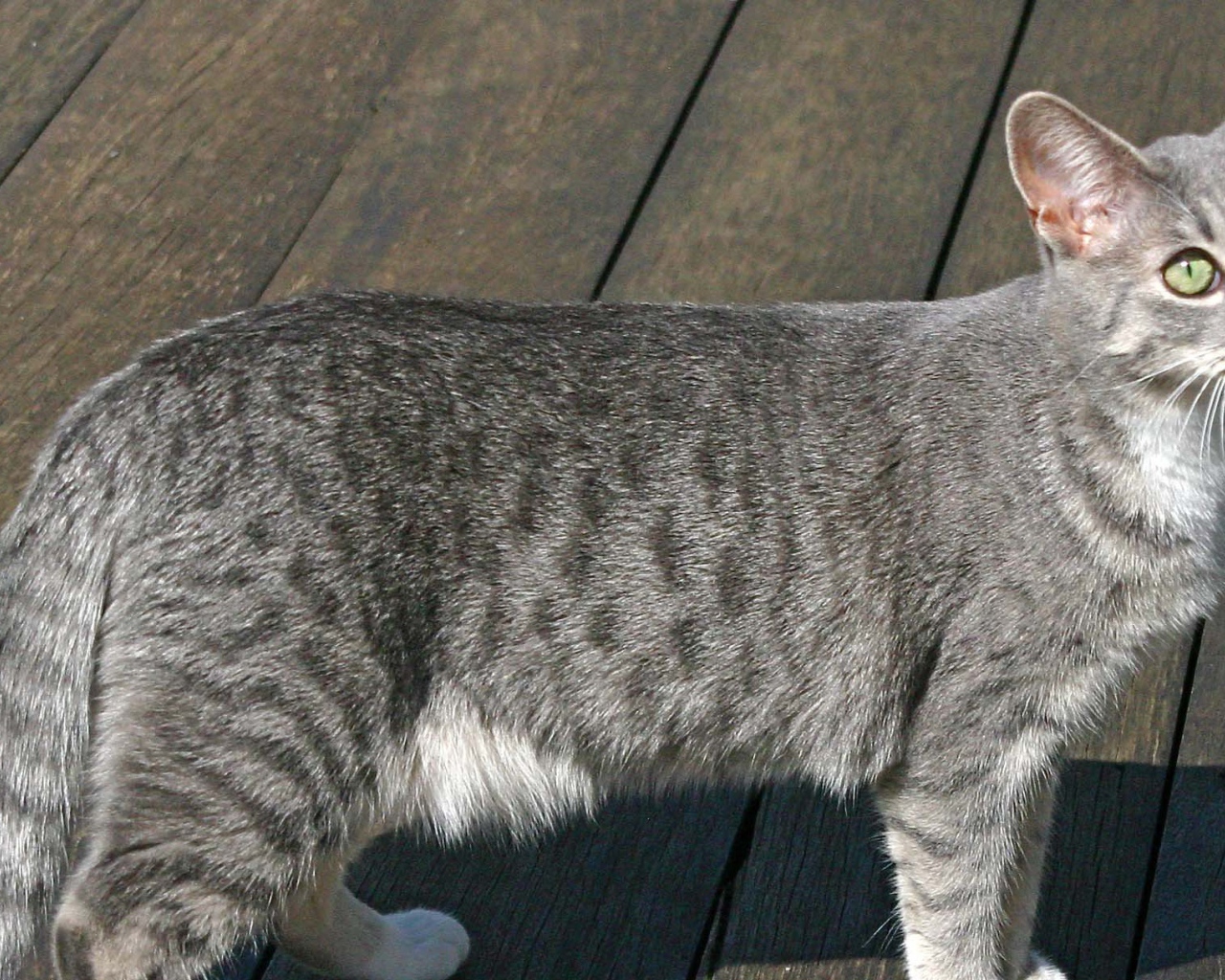 Серый аравийский мау