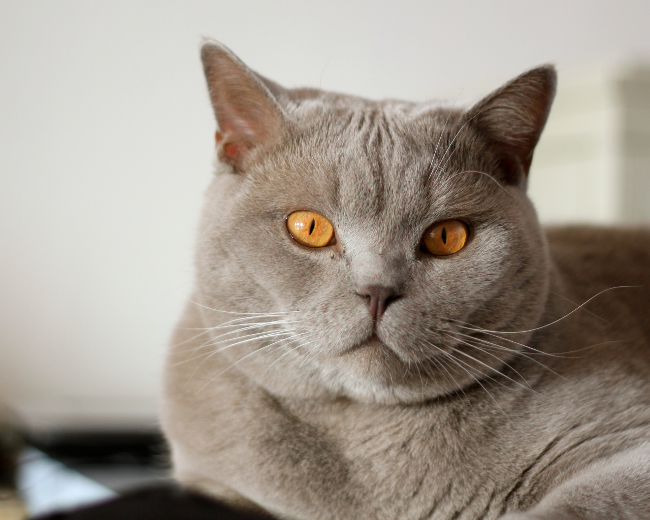 Серая британская короткошерстная кошка